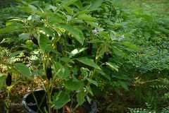 Solanum melongena var. melongena